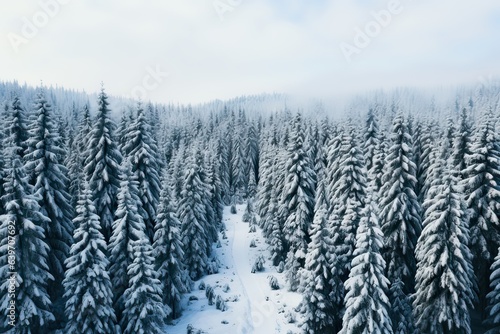 Photography of Pine Trees Covered With Snow in froggy forest 