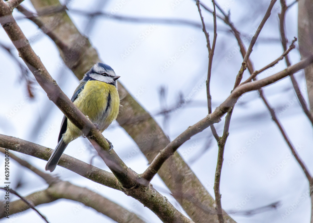 Blue Tit (Cyanistes caeruleus) in Dublin, Ireland Blue Tit (Cyanistes caeruleus) in Dublin, Ireland