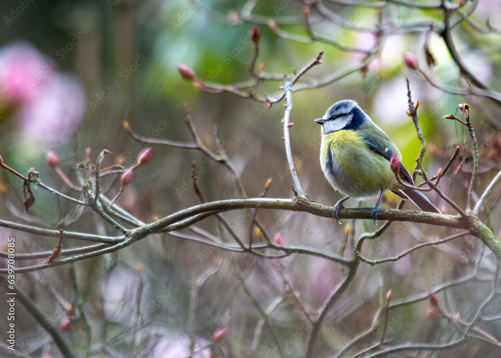 Blue Tit (Cyanistes caeruleus) in Dublin, Ireland Blue Tit (Cyanistes caeruleus) in Dublin, Ireland