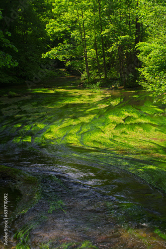 Fr  hlingsstimmung an Fluss W  rm beim Starnberger See mit starken Flussgras Bewuchs und Str  mung im satten Morgenlicht. 