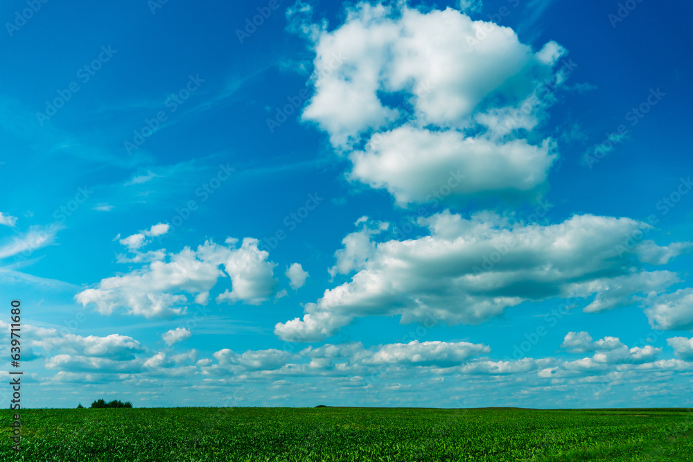 Fluffy white clouds over a young agricultural field. Hilly fields against the background of the forest illuminated by the setting sun. Fluffy white clouds over a young agricultural field. Hilly fields against the background of the forest illuminated by the setting sun.