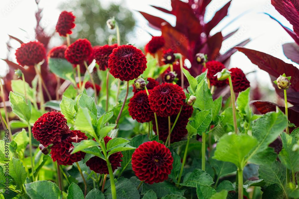 Red pompon ball dahlias blooming in summer garden by burgundy amaranth. Flower farm. Close up Red pompon ball dahlias blooming in summer garden by burgundy amaranth. Flower farm. Close up
