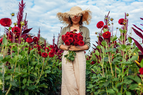Flower farmer walking between rows of blooming dahlias picking fresh red pompon flowers. Woman gardener holds bouquet