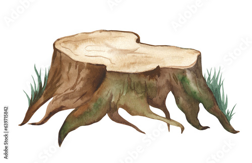 Tree stump with grass. Watercolor realistic illustration. The tree trunk is cut with green moss and grass. Realistic wooden stump with bark, green lichen, plants on white background