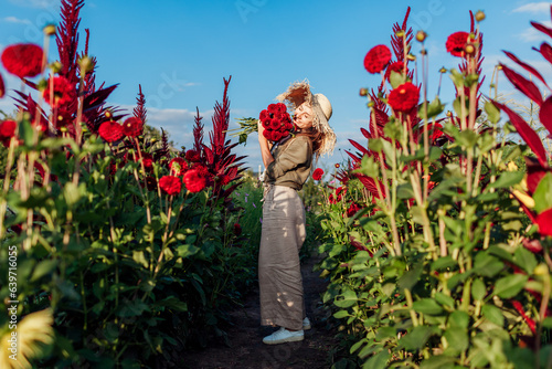 Flower farmer walking between rows of blooming dahlias picking fresh red pompon flowers. Woman gardener smells bouquet