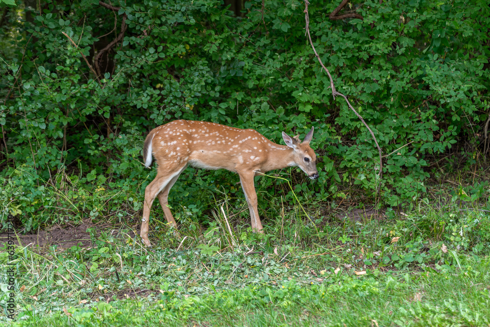 A White-tailed Deer Fawn Eating Leaves In The Woods In Summer In Wisconsin A White-tailed Deer Fawn Eating Leaves In The Woods In Summer In Wisconsin