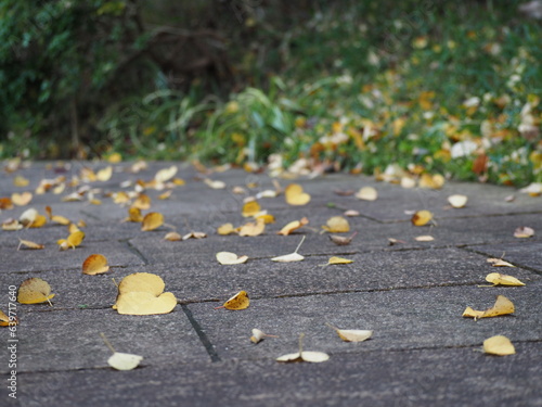 秋 落ち葉 カツラの葉