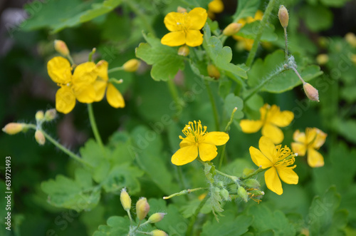 Greater celandine or chelidonium majus is a perennial herbaceous flowering plant used in folk medicine.
