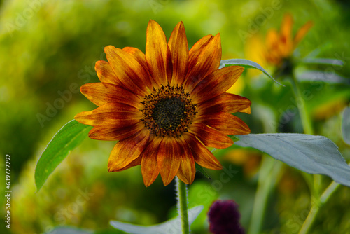 sunflower in the garden