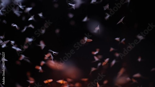 The chaotic movement of nocturnal moths by the lamp. The mating dance of the butterfly