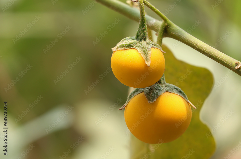 Yellow fruit of Cock roach berry growth on branch in nature. Dutch eggplant or Cock roach berry, Solanum Aculeatissimum, Indian nightshade on tree and green leaves