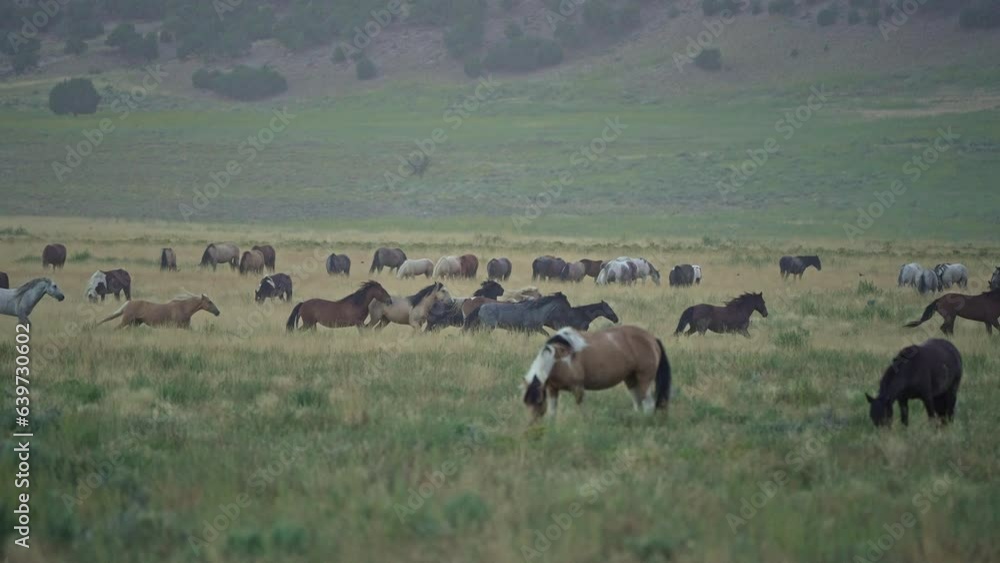 Group of wild horses running around through the herd in the Utah West desert.