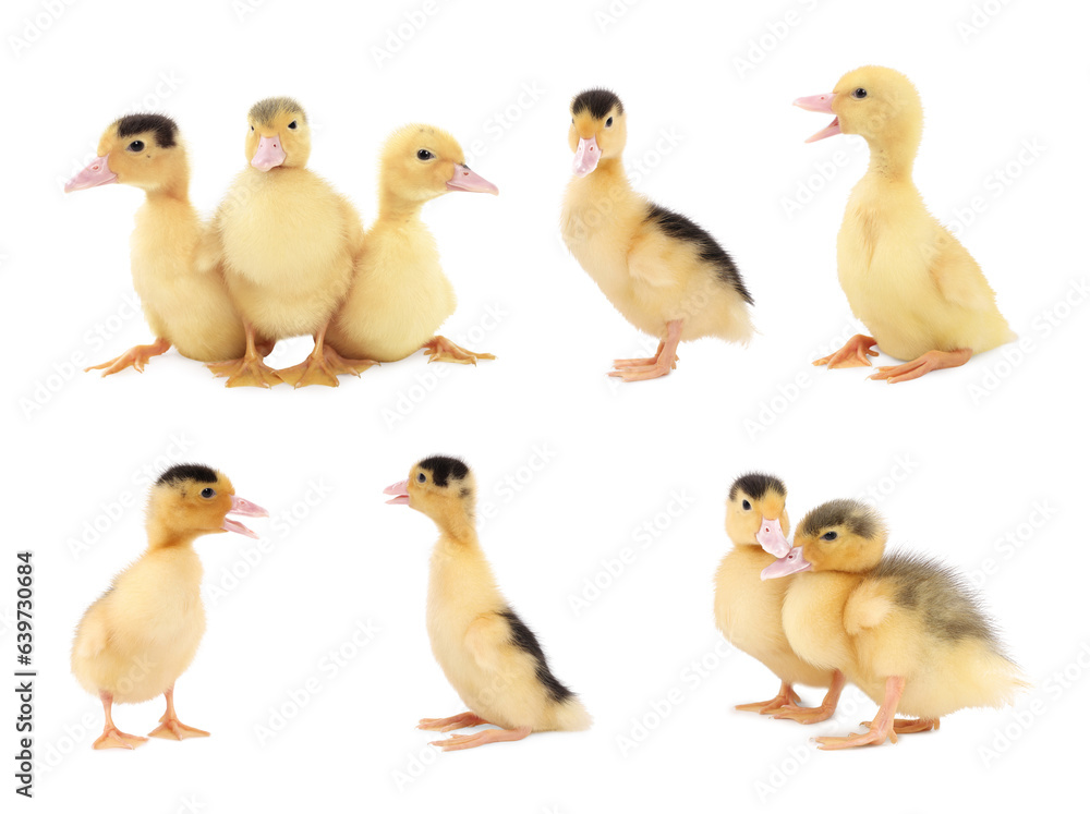 Collage with cute fluffy ducklings on white background. Baby animal