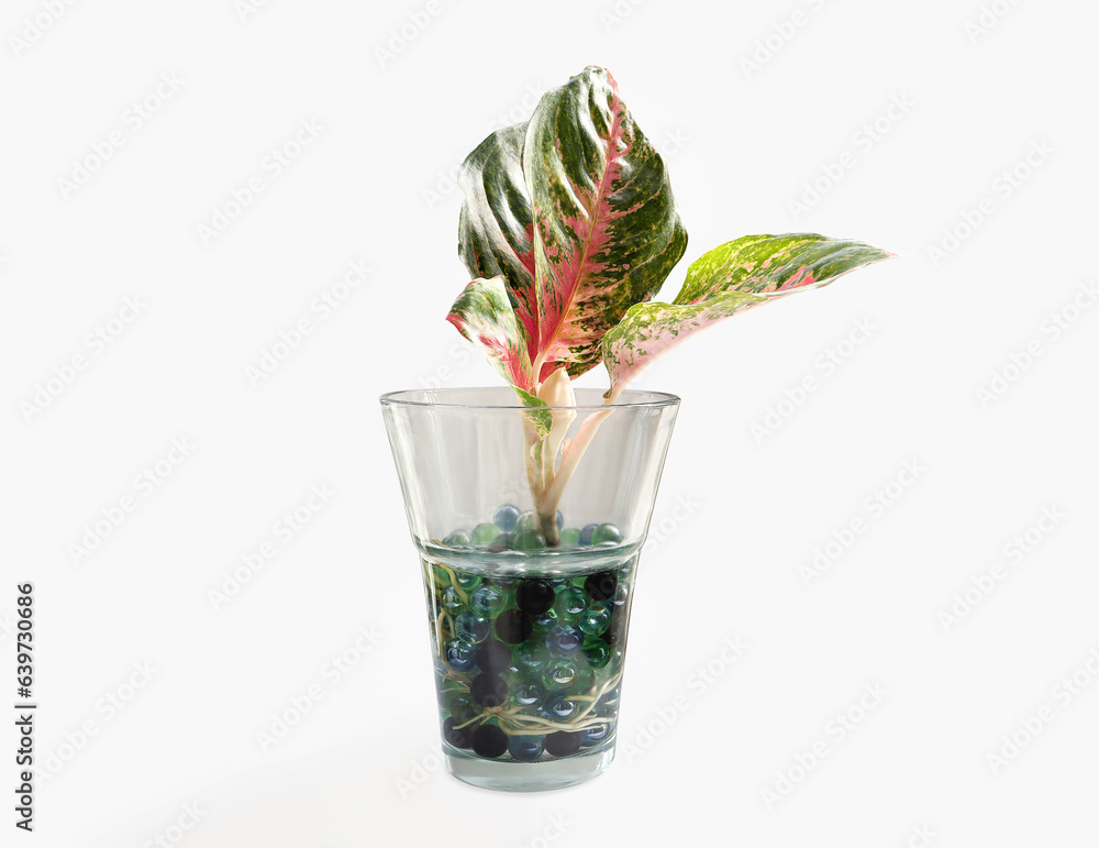 Φωτογραφία Red Aglonema, Aglaonema Red Lipstick, Red ruby ​​aglonema plant and colorful glass balls in clear glass vase on white background