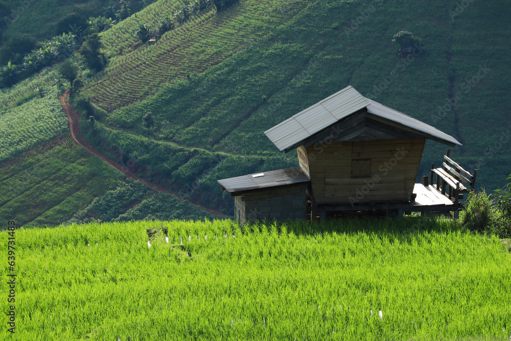 Beautiful scenery of Ban pa pong piang rice terraces. Rice fields on a hill with view of mount at Mae Chem of Chiang Mai. beautiful rice terraces in Thailand Beautiful scenery of Ban pa pong piang rice terraces. Rice fields on a hill with view of mount at Mae Chem of Chiang Mai. beautiful rice terraces in Thailand