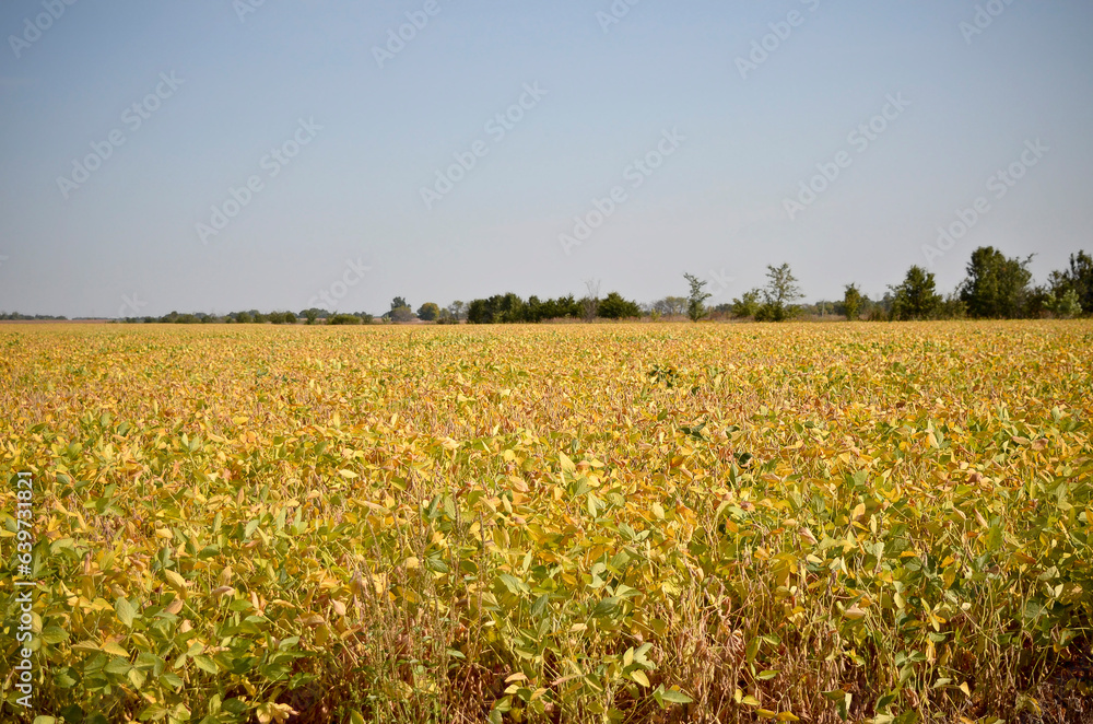 Soybean Field in Missouri 