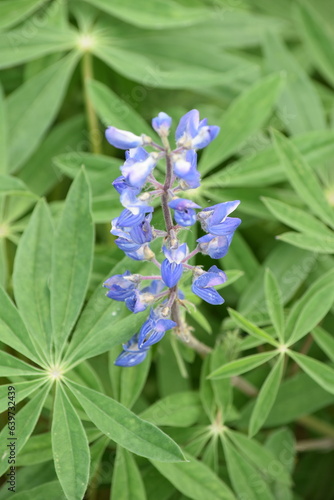 blue flowers in the garden