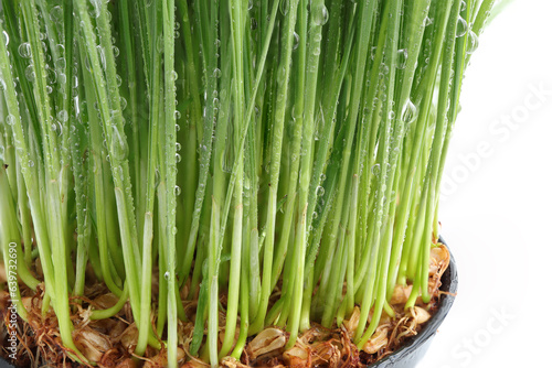 Close up of Fresh green wheat grass with drops dew on white background. Healthy food concept