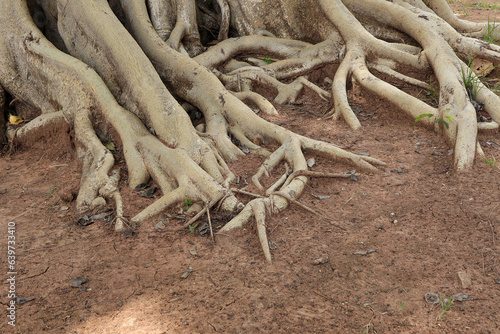 Trunk and big tree roots, Tree roots tangle around each other on the floor.Tree roots overgrown.