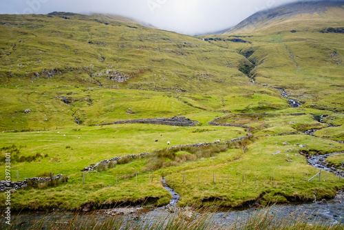 Irish mountain sheep graze on the wet green hills.