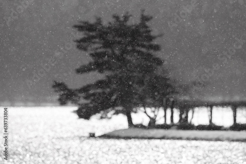 余呉湖, 雪, 降雪, 松, 湖面, 光,冬,早朝,朝日,逆光,反射,きらめき,寒さ,滋賀県,長浜市,湖北,湖北地方,厳冬,積雪