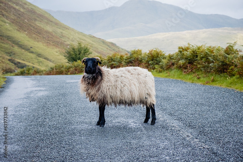 Blackface Irish Mountain Sheep, next to a road.