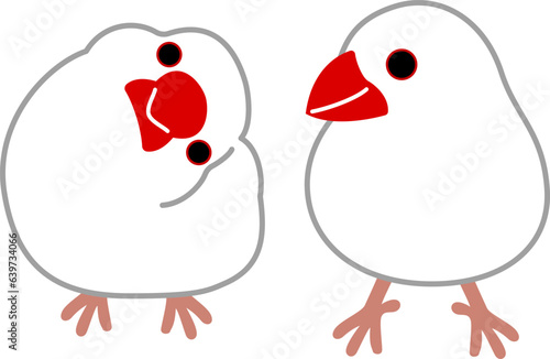文鳥 Java sparrow
