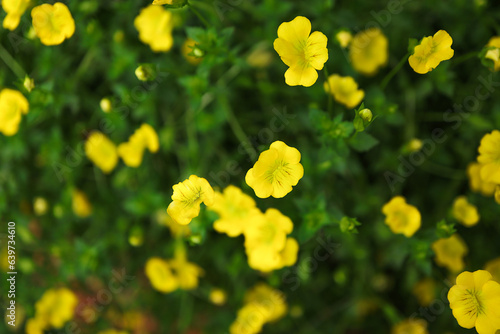 Beautiful small yellow flowers bush tree on green leaf. Natural background. enjoy the relaxing nature concept. 