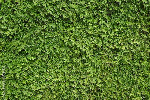 Ferns in the forest. Selaginella kraussiana natural floral fern background. Spreading Clubmoss a type of moss plant that grows in damp places. Nature background