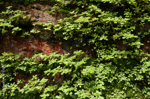 Small green trees growing on an wall. close up green plant in the natural wind. Beautiful plant texture in nature. enjoy the relaxing nature concept. 