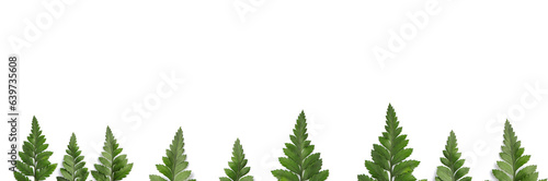 Beautiful Fern leaves - Rumohra adiantiformis (Aspedium capense), Leatherleaf fern leaf on white background with copy space.banner background and design for long web banner.  photo