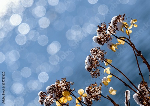 余呉湖, 枯れアジサイ, 逆光, 玉ボケ, 湖面, 反射,冬,厳冬,朝日,雪,風景,植物,光
