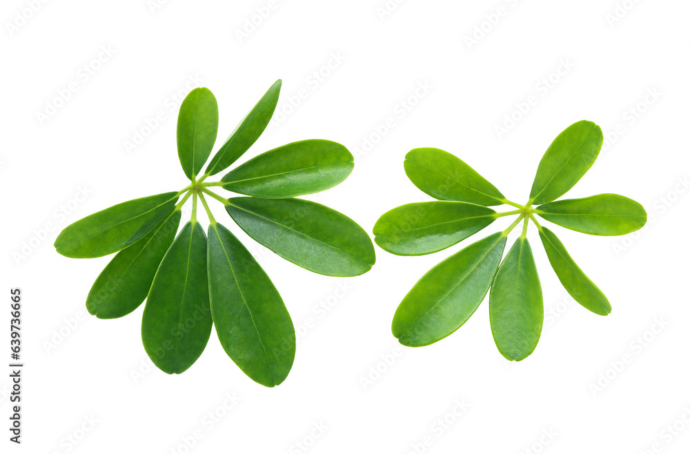 Beautiful green leave of Schefflera Actinophylla plant, Octopus Tree, Umbrella Tree or Schefflera Arboricola isolated on white background with clipping path. Beautiful green leave of Schefflera Actinophylla plant, Octopus Tree, Umbrella Tree or Schefflera Arboricola isolated on white background with clipping path.