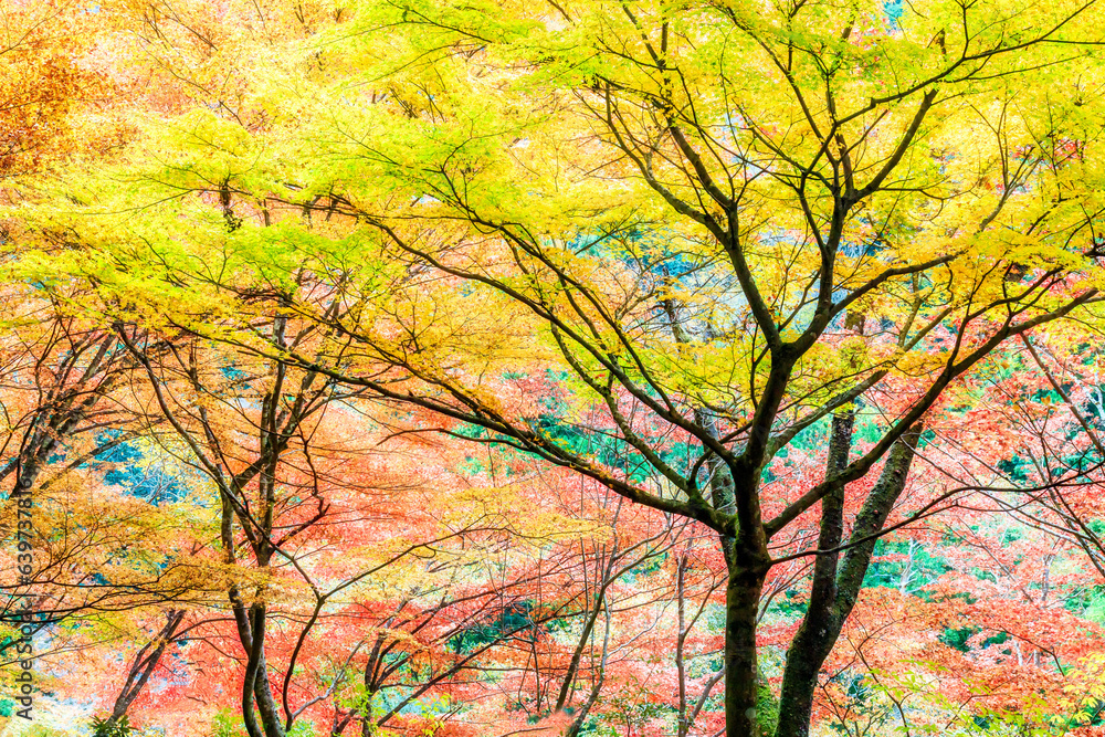 紅葉風景|奥津渓 紅葉風景|奥津渓