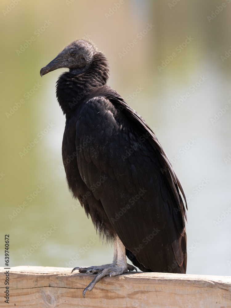 Fototapeta premium Black Vulture Perched on a Beam and Photographed in Profile