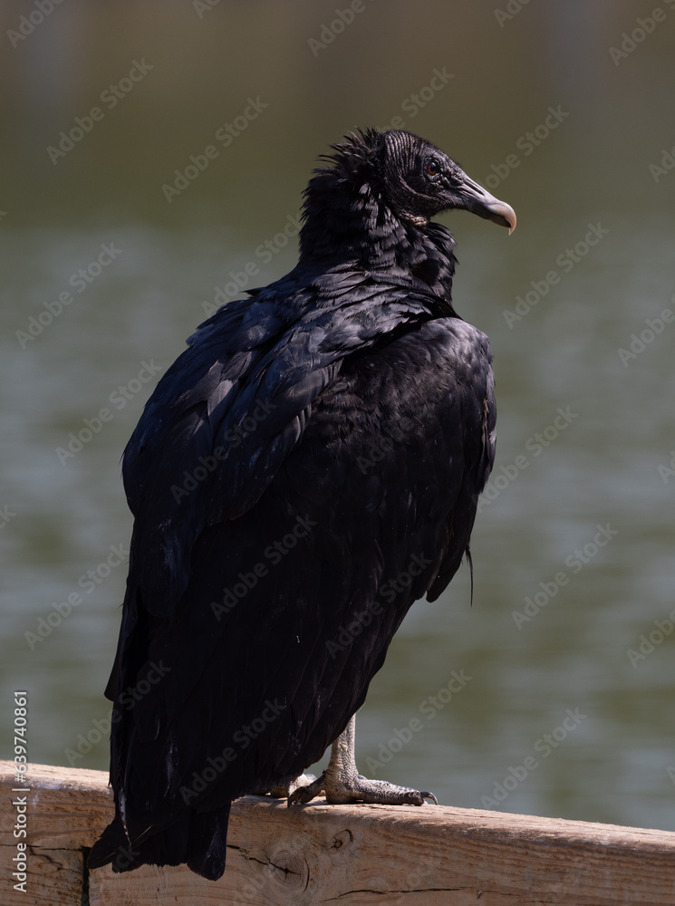 Fototapeta premium Sunlit Black Vulture Perched on a Beam and Photographed from Behind