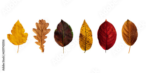 Autumn colorful collection of leaves isolated on a white  or invisible png background