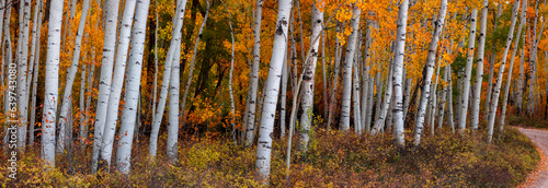 Panoramic view of bright color autumn Aspen trees in Utah countryside.