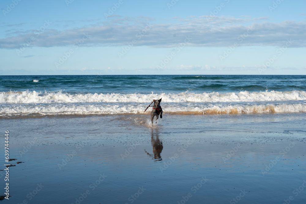 Dog playing with stick at the beach Dog playing with stick at the beach