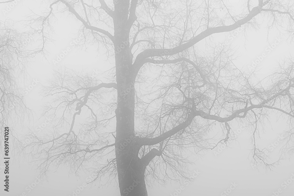 Fototapeta premium trees in the fog