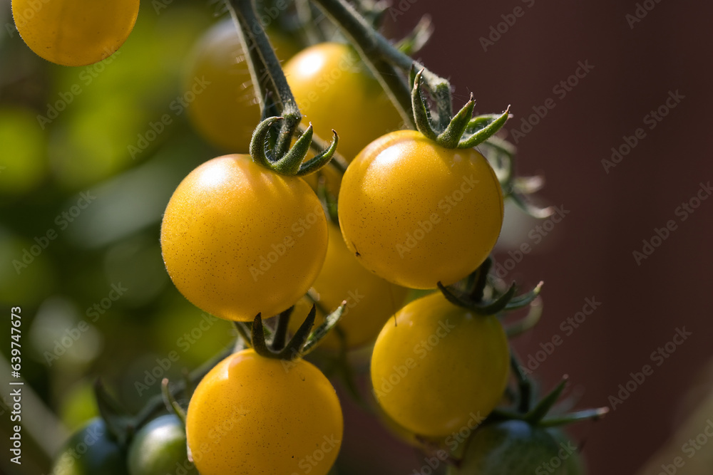 Ripe, yellow cherry tomatoes growing on a vine in the garden in Puyallup, Washington.