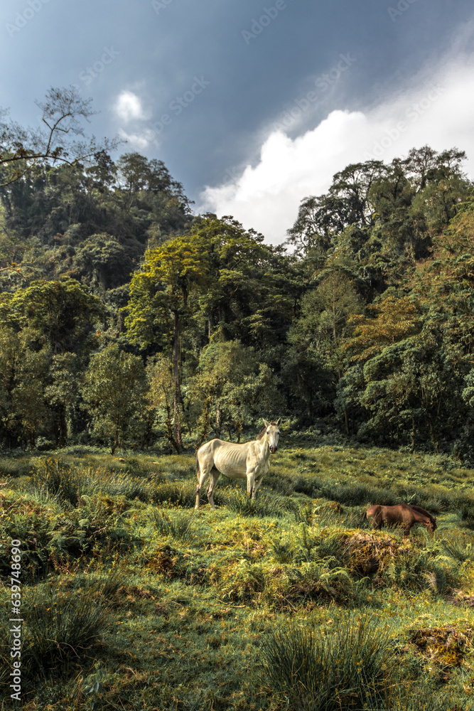 Naklejka premium vertical shot of two horses in the middle of the tropical cloud forest on a cloudy day on the slopes of the Turrialba Volcano