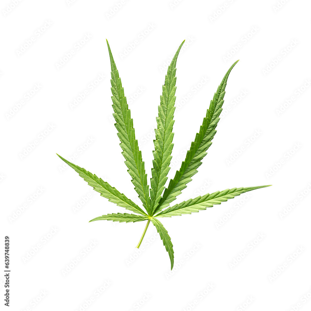Cannabis leaf isolated on white background with clipping path. Medical marijuana. Cannabis leaf isolated on white background with clipping path. Medical marijuana.