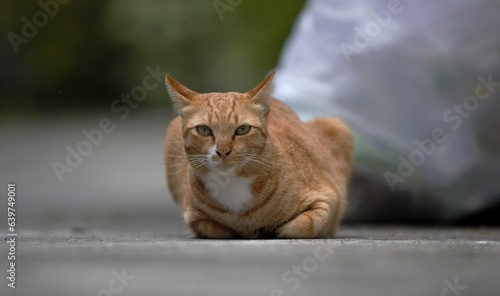 portrait of a orange cat