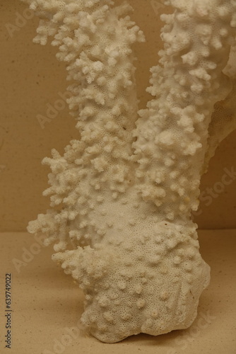 Fossil coral is created through the process of calcium carbonate (coral) being replaced by silica. photo