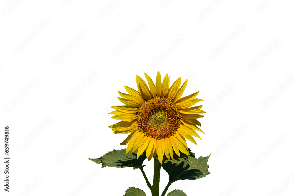 Fototapeta premium Golden Sunflower Bloom