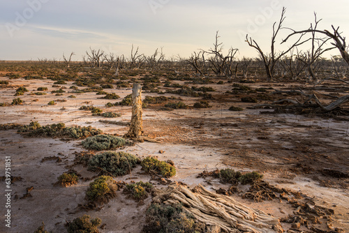 Salinity affected lake and dead trees