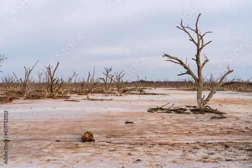 Salinity affected lake and dead trees