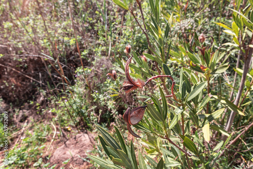 Wildflowers  grow throughout the route in the Yehudia National Nature Park in northern Israel photo