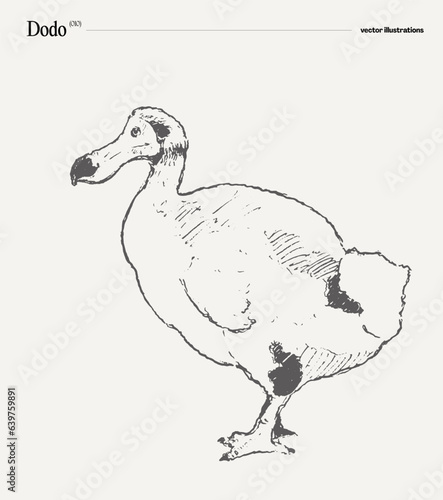 Dodo realistic vector illustration, sketch